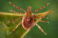 Rocky Mountain Spotted Fever Tic Source:CDC
